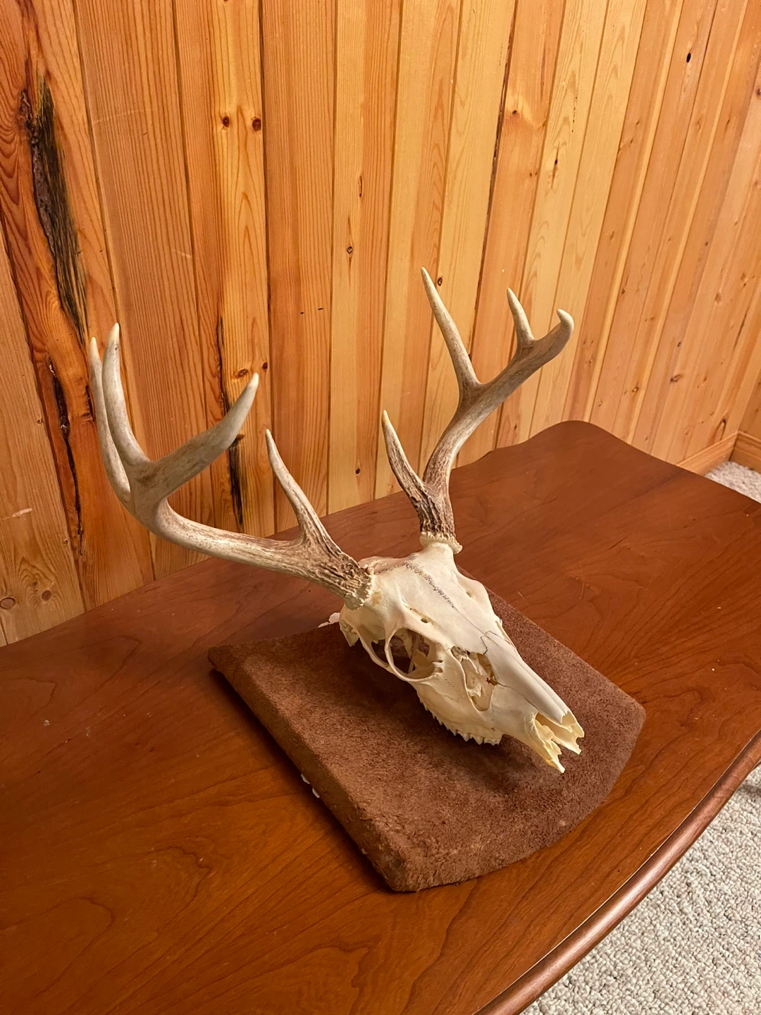 A beautiful White Tail skull mount - photo 2