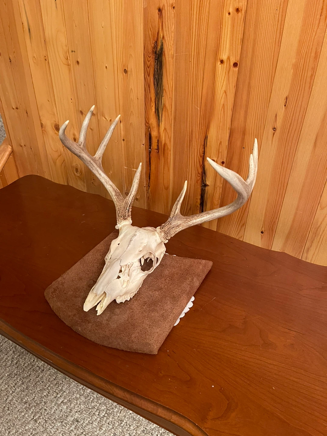 A beautiful White Tail skull mount - photo 3