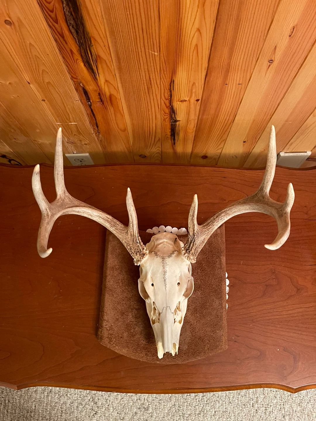 A beautiful White Tail skull mount - photo 4