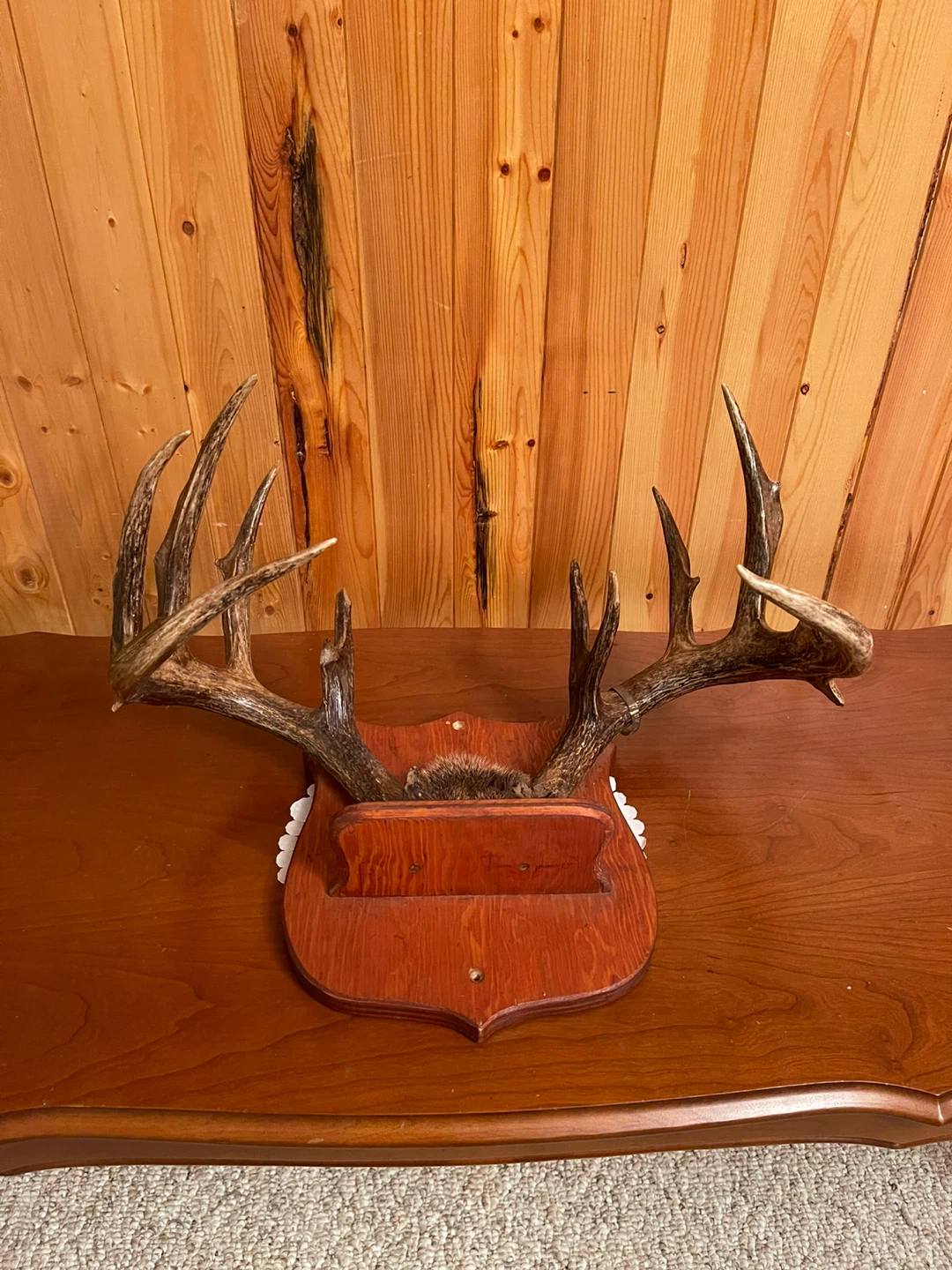 A large beautiful White Tail antlers mount