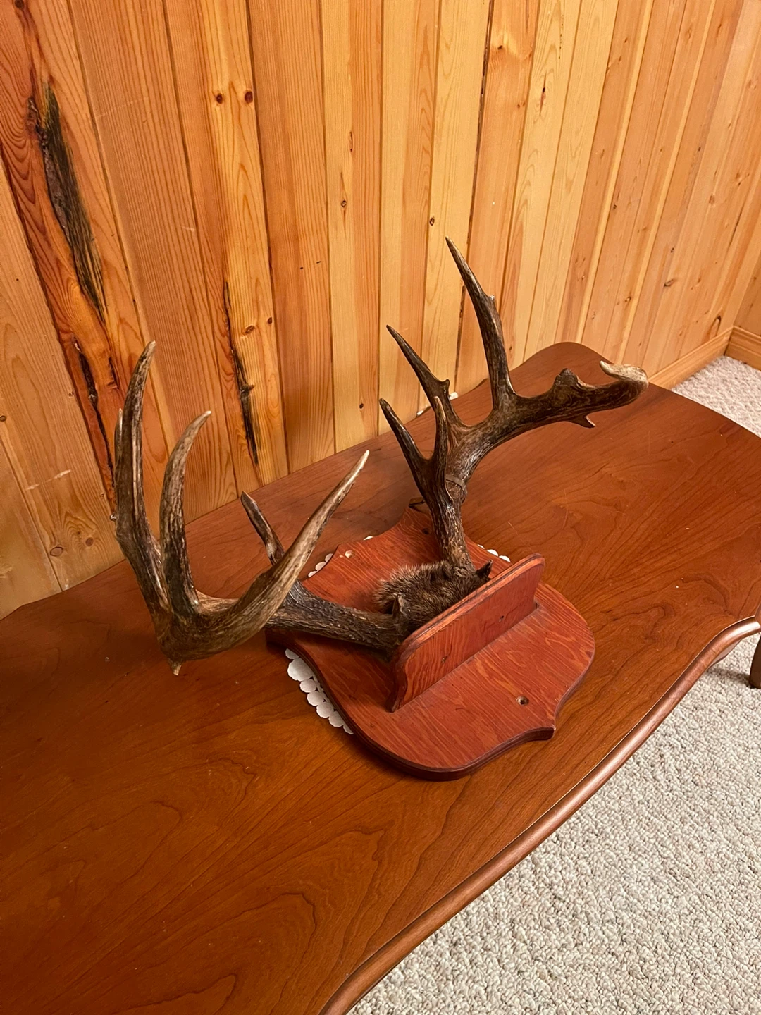 A large beautiful White Tail antlers mount - photo 2