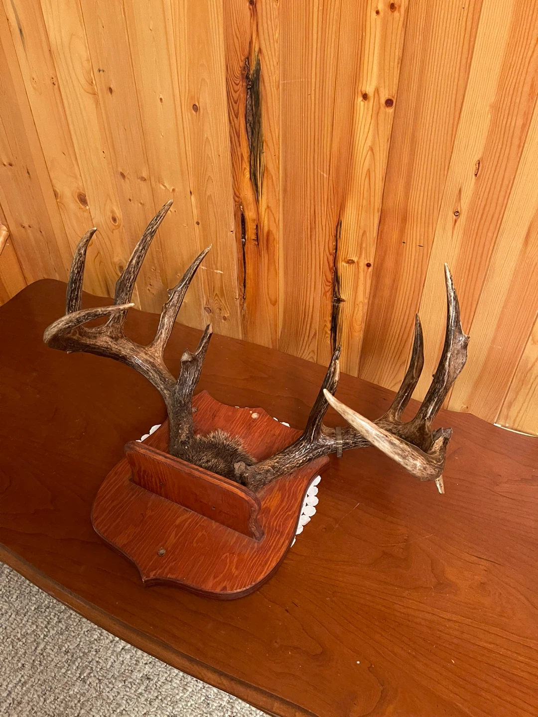 A large beautiful White Tail antlers mount - photo 3