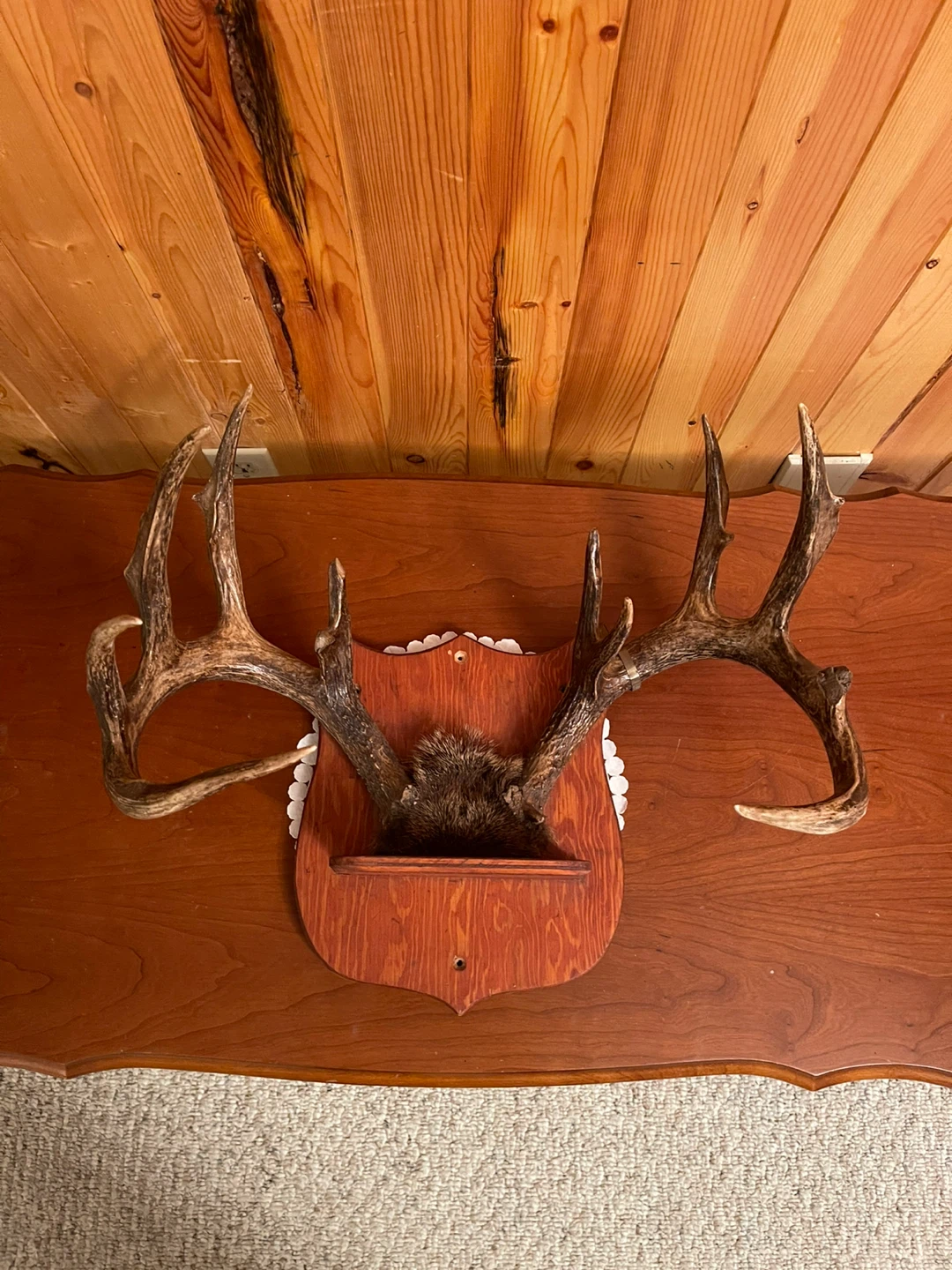 A large beautiful White Tail antlers mount - photo 4
