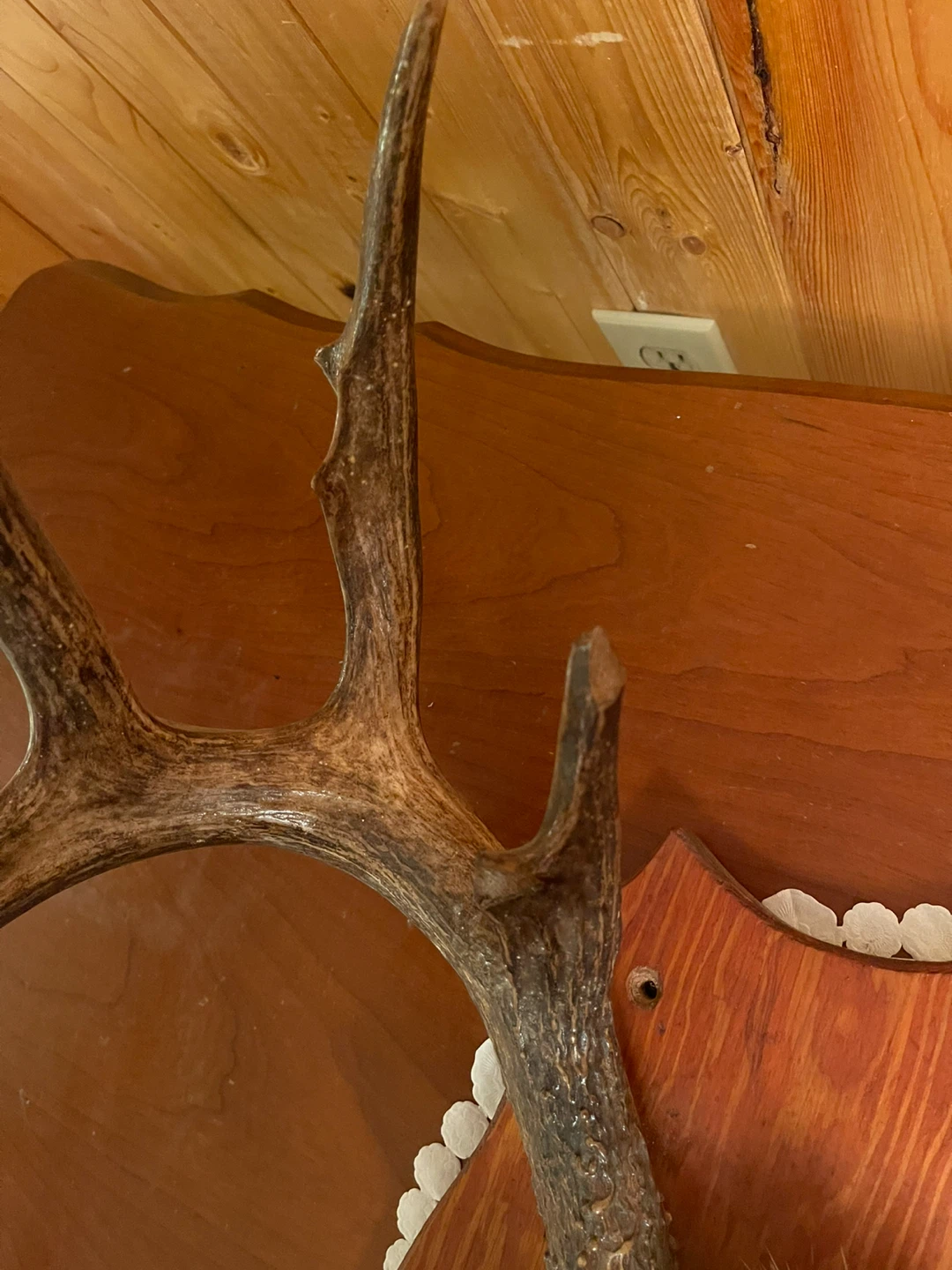 A large beautiful White Tail antlers mount - photo 5