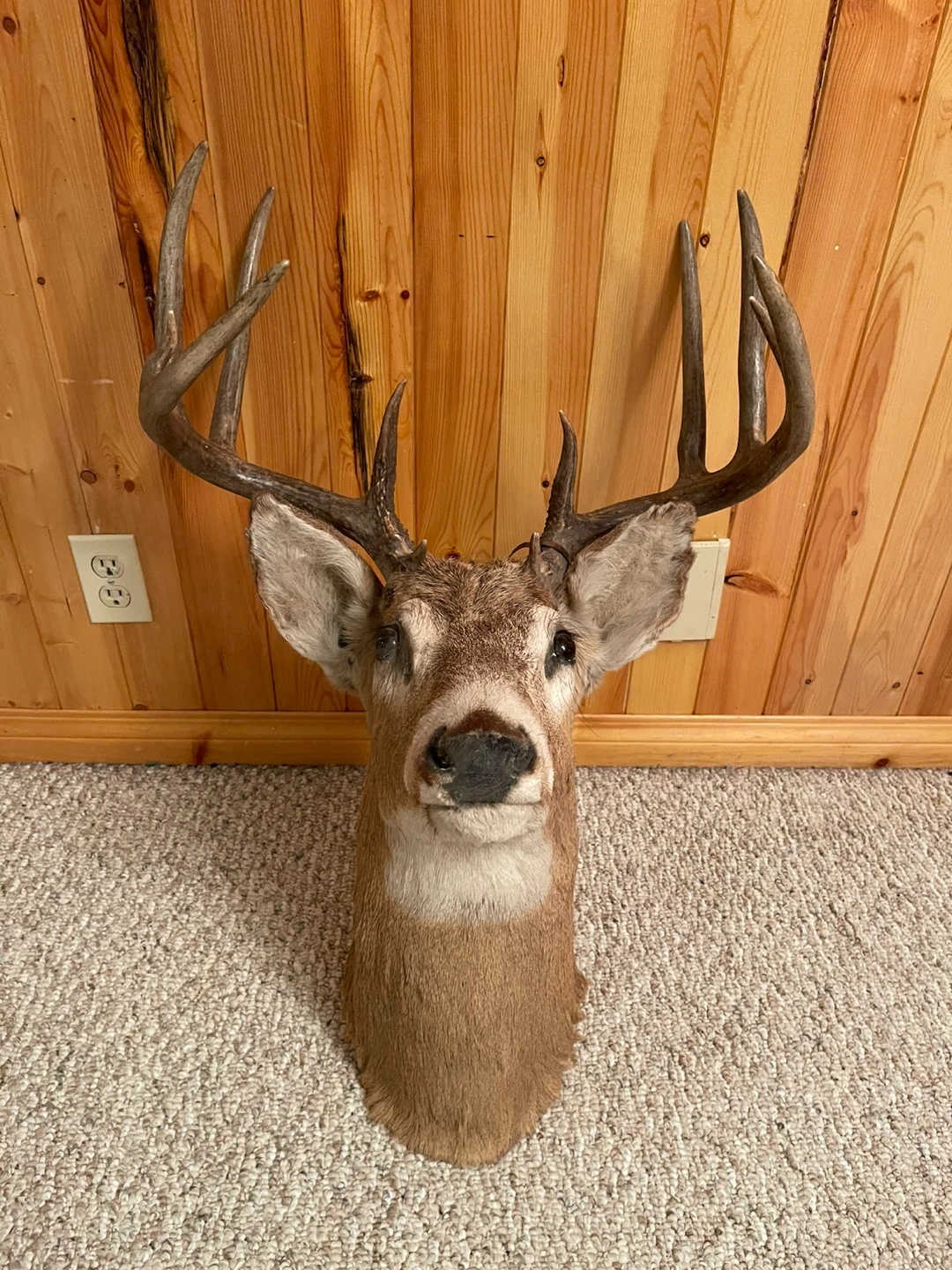 A beautiful White Tail deer taxidermy in excellent condition