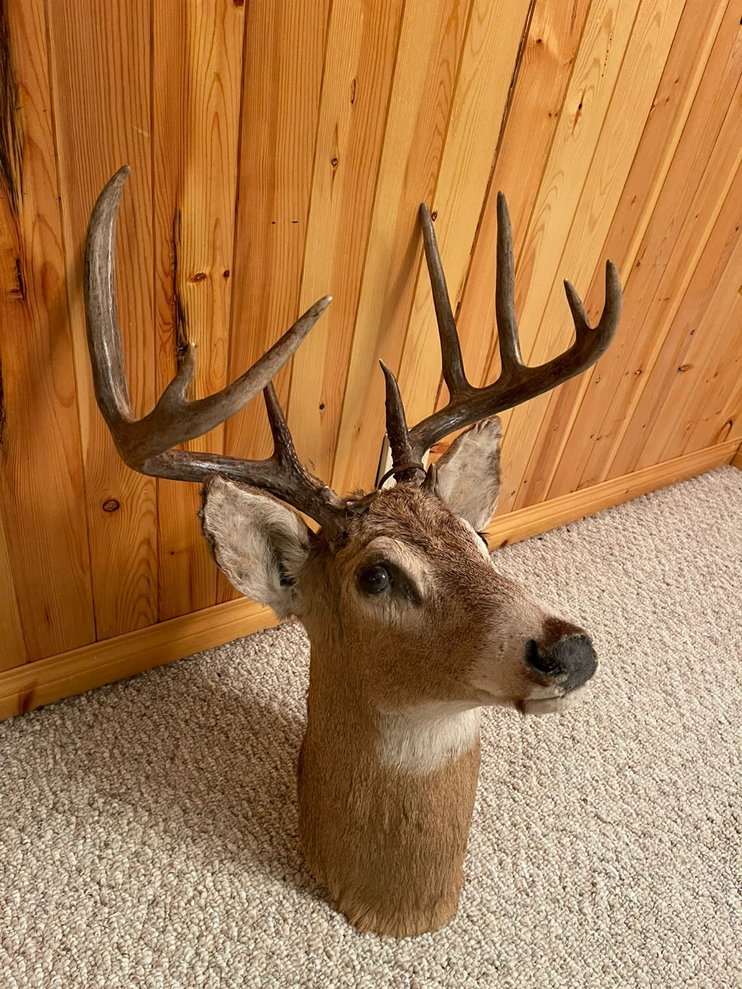 A beautiful White Tail deer taxidermy in excellent condition - photo 2