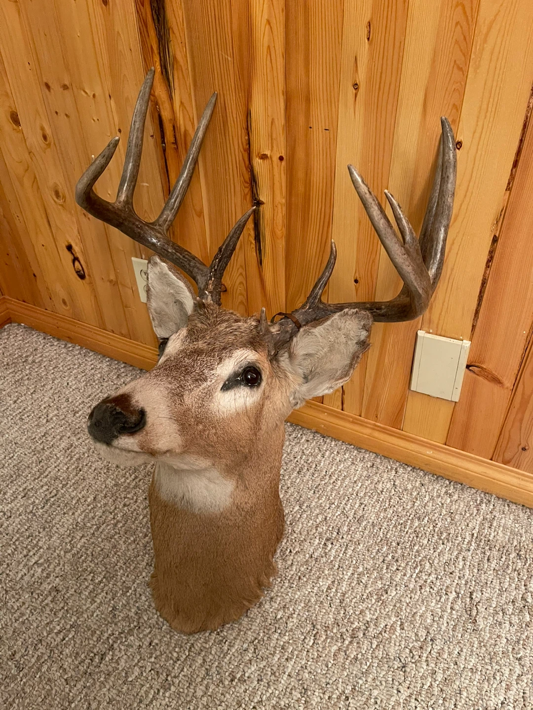 A beautiful White Tail deer taxidermy in excellent condition - photo 3