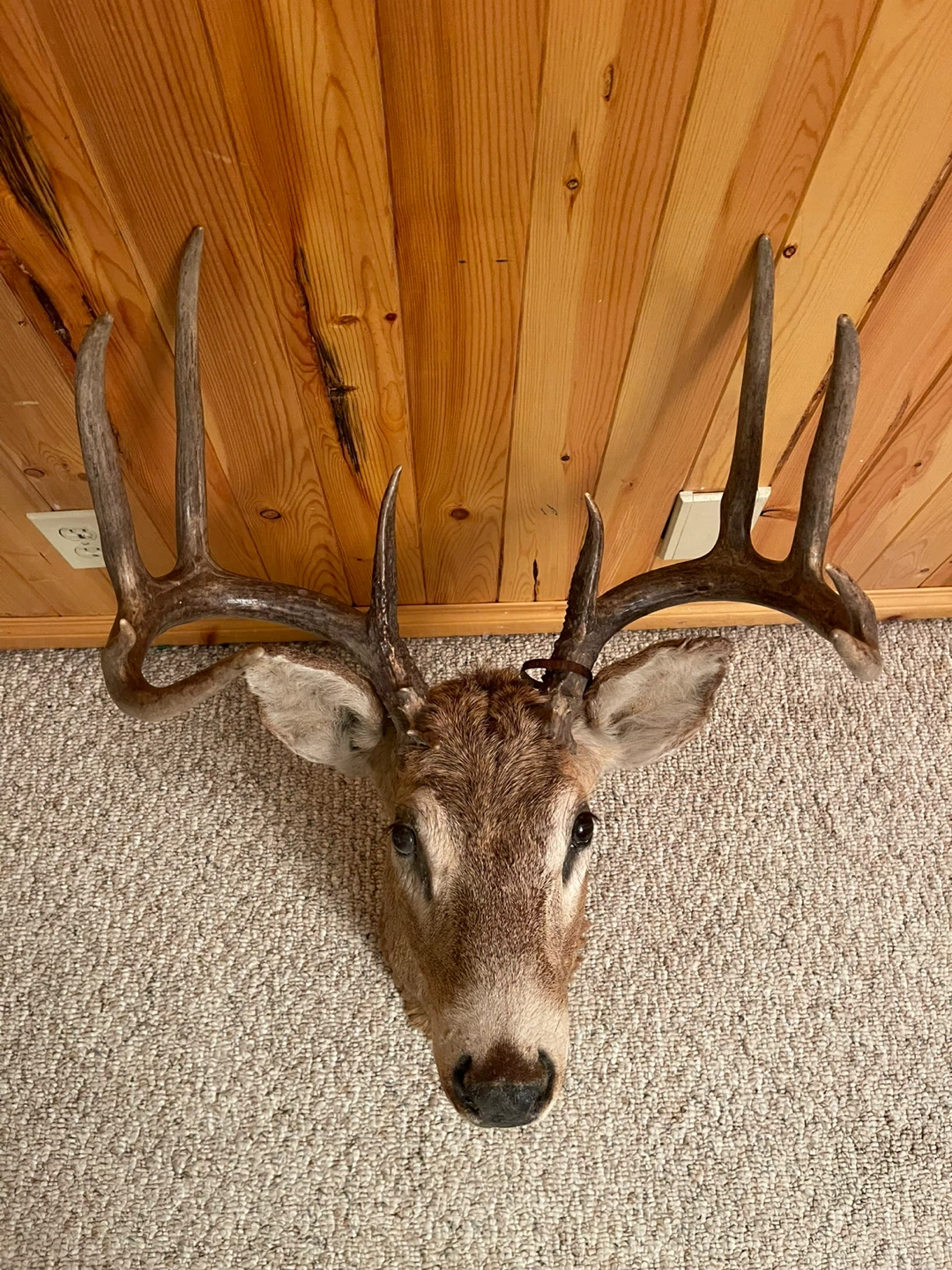 A beautiful White Tail deer taxidermy in excellent condition - photo 4