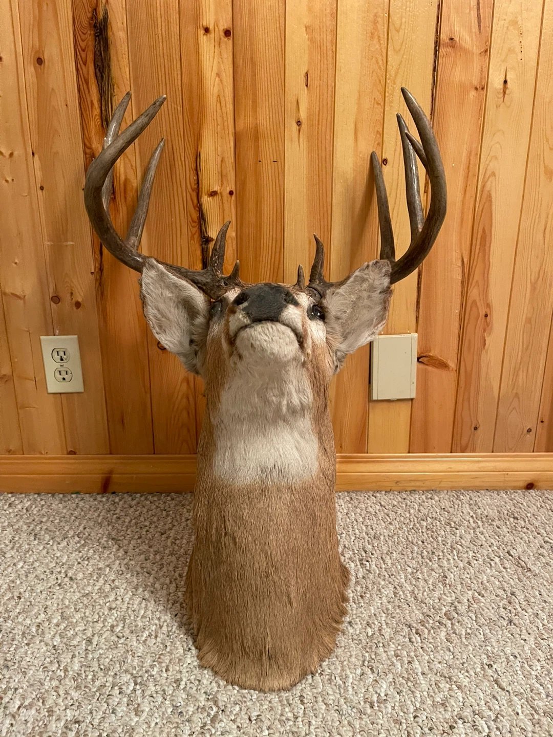 A beautiful White Tail deer taxidermy in excellent condition - photo 5