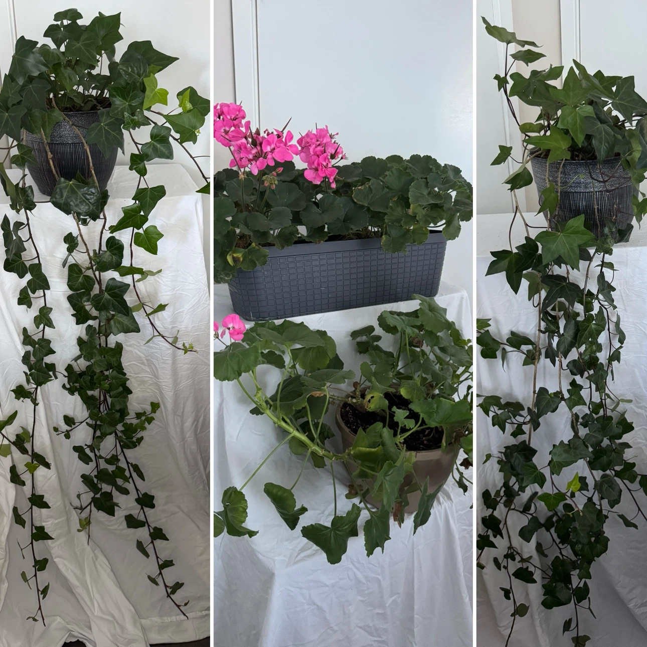 1 Real! 6ft Long Huge English Ivy Plant & 2 Huge Pink Geraniums