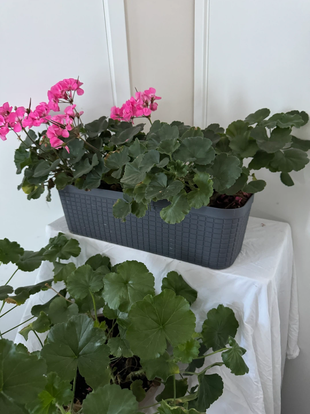 1 Real! 6ft Long Huge English Ivy Plant & 2 Huge Pink Geraniums - photo 5