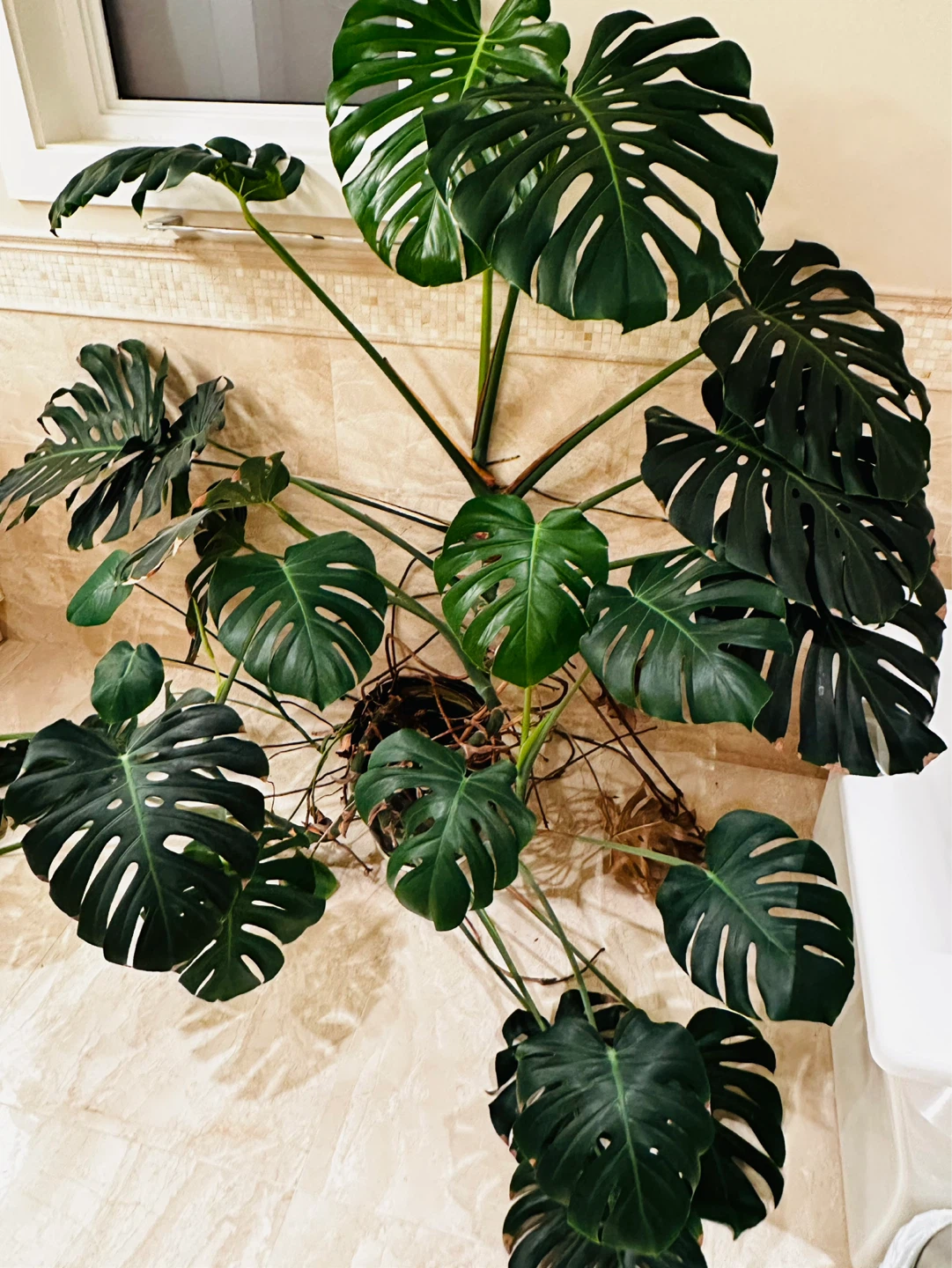 Large Monstera Deliciosa Plant