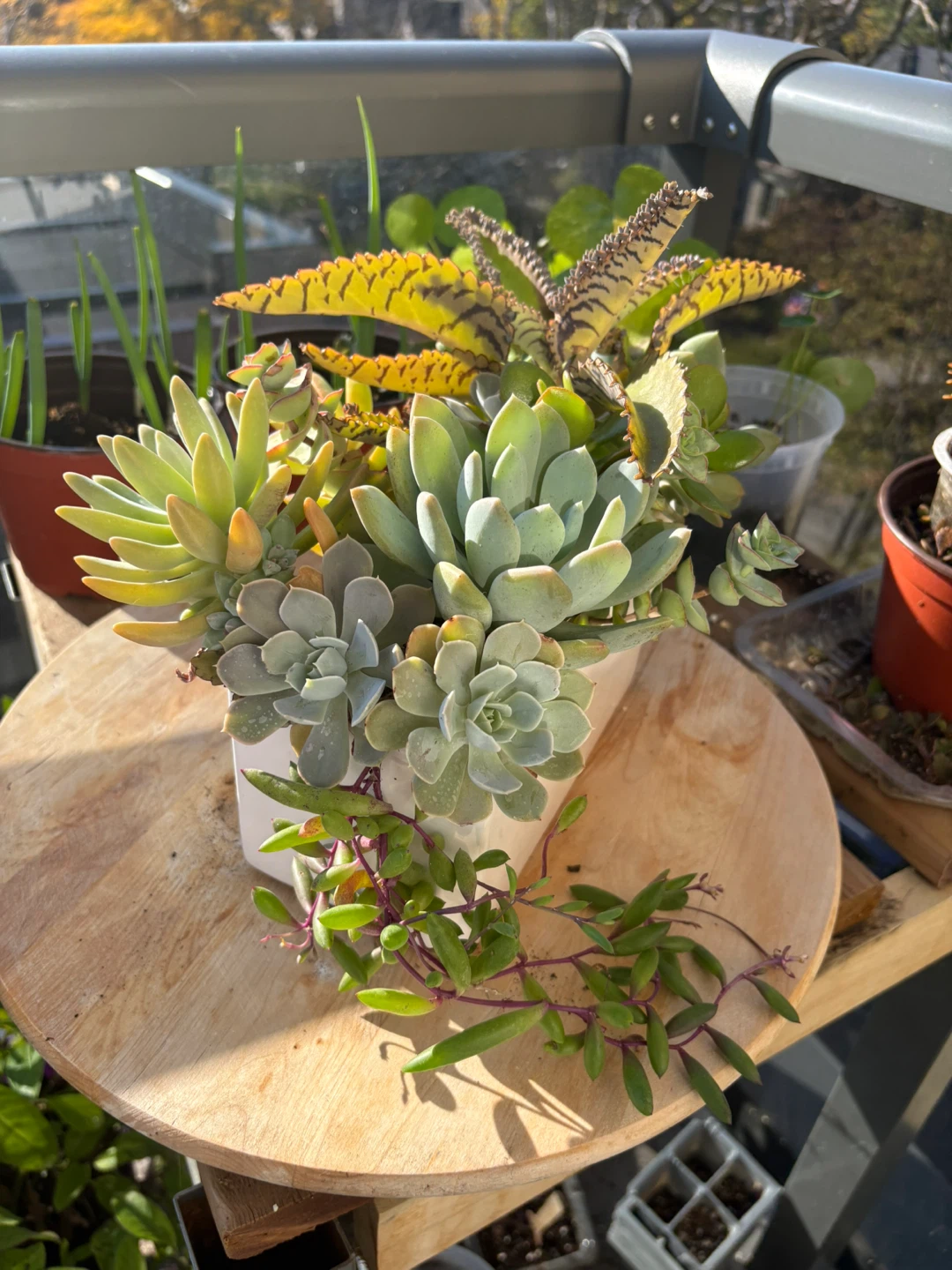 Succulent Planter Arrangement