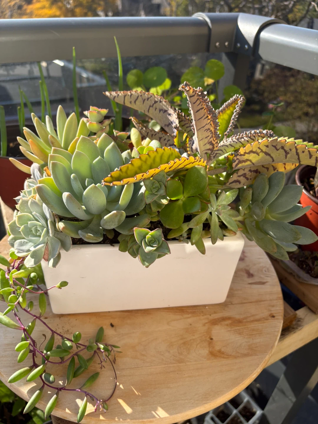 Succulent Planter Arrangement - photo 2