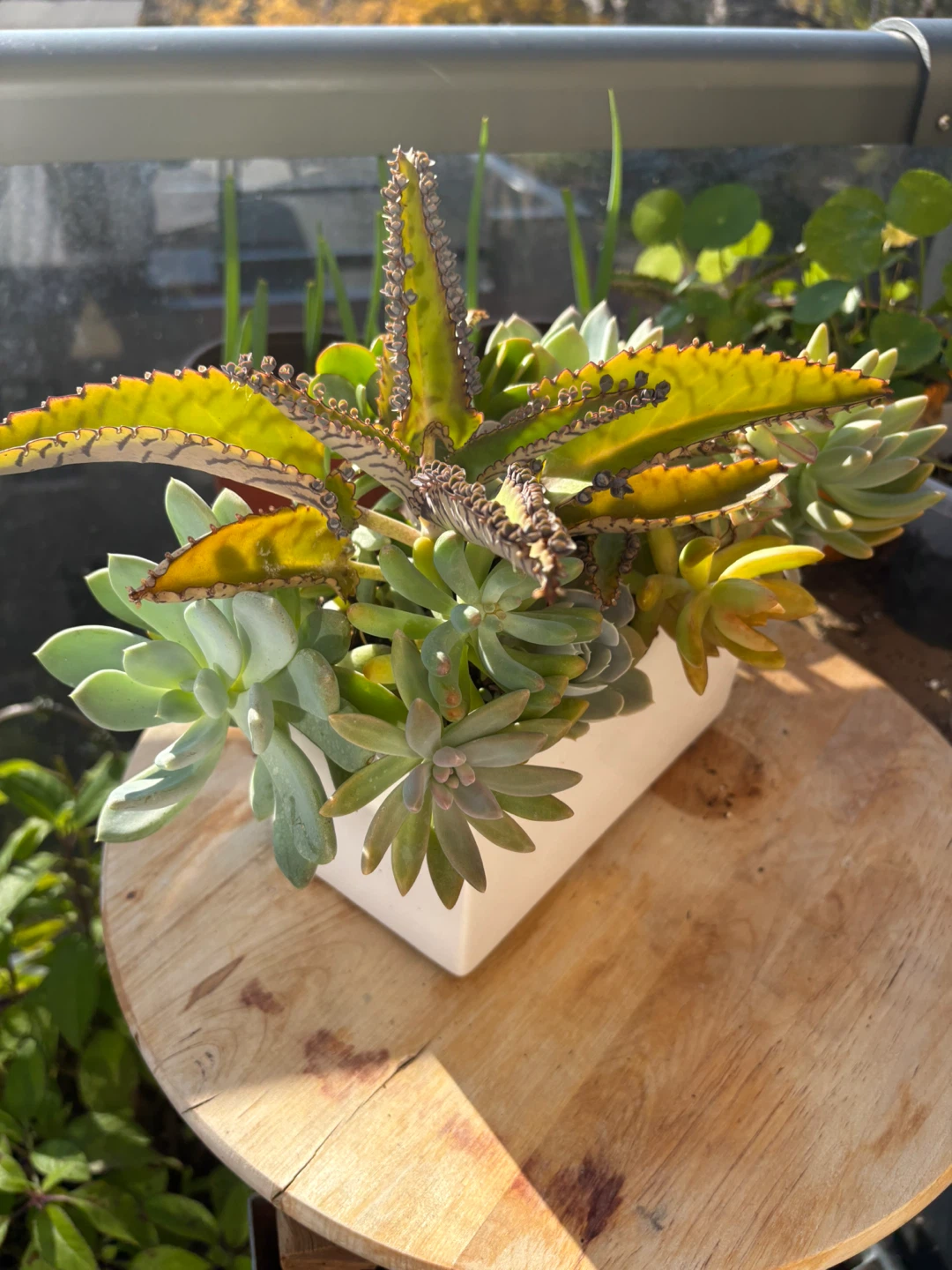 Succulent Planter Arrangement - photo 3