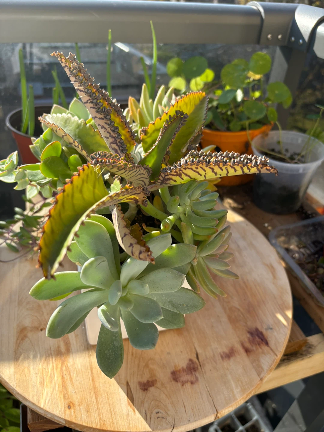Succulent Planter Arrangement - photo 4