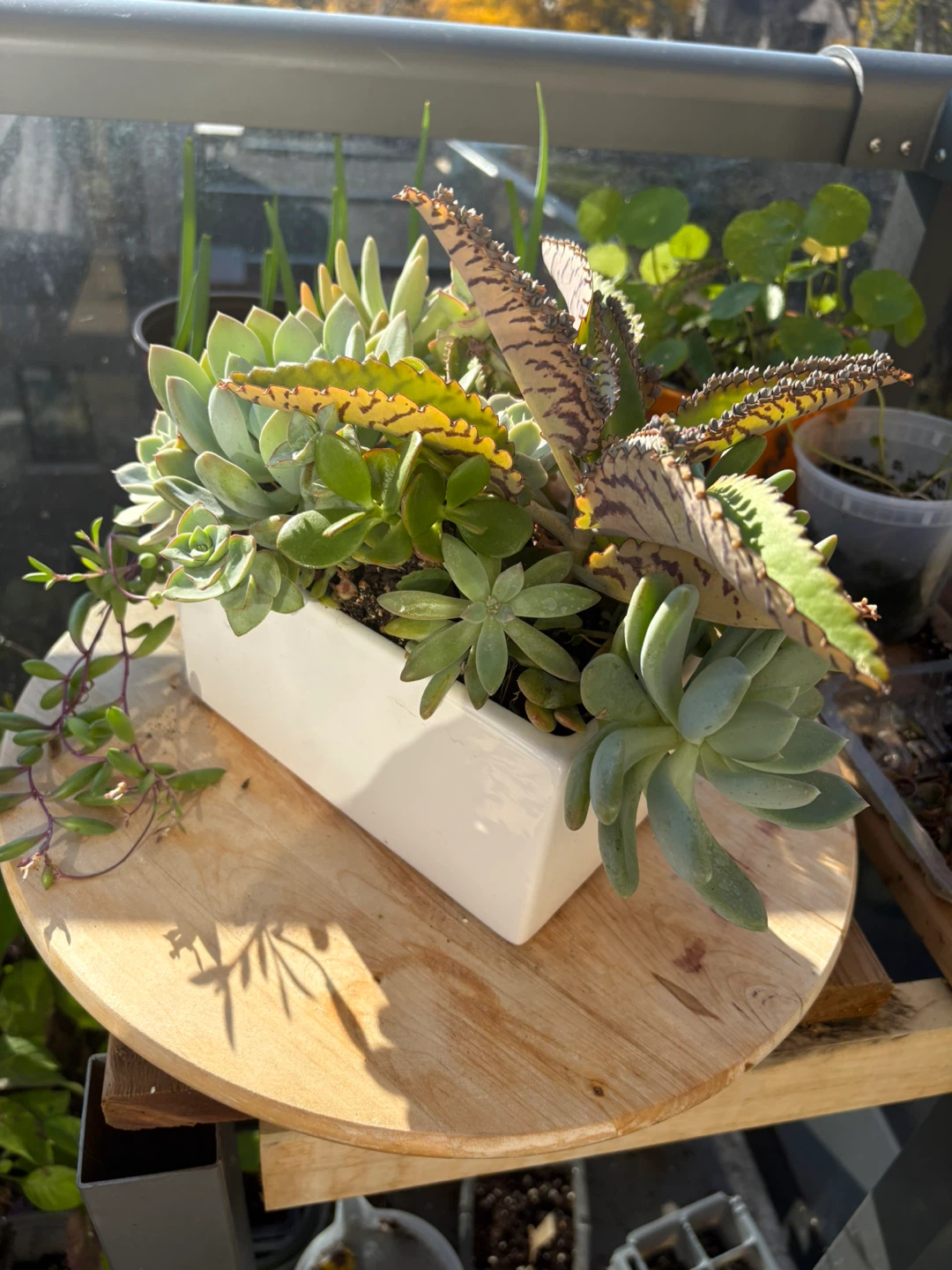 Succulent Planter Arrangement - photo 5
