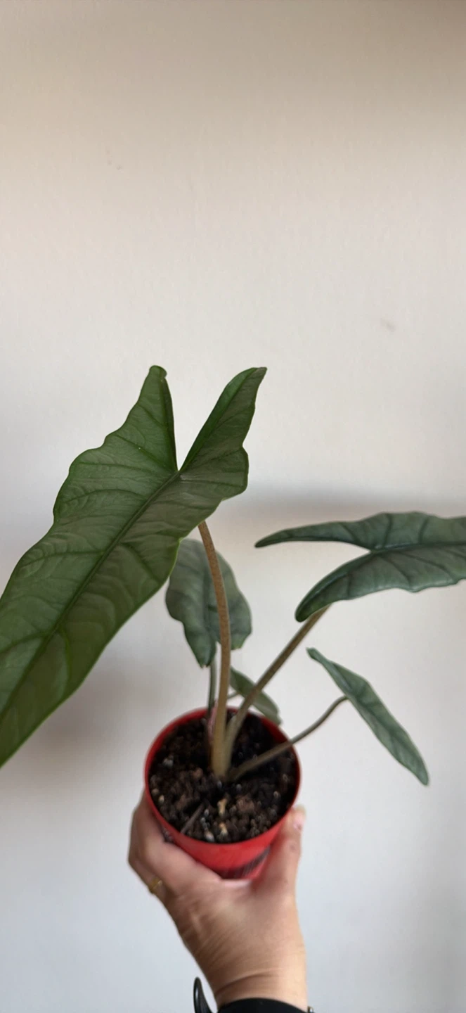 Alocasia metallic blue