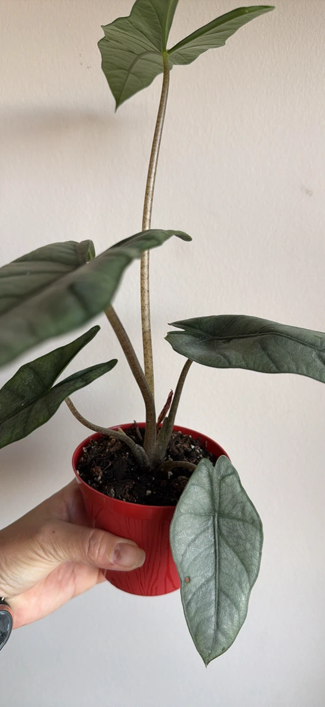 Alocasia metallic blue - photo 2