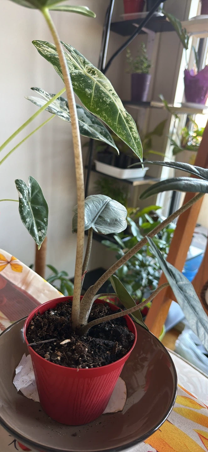 Alocasia metallic blue - photo 3
