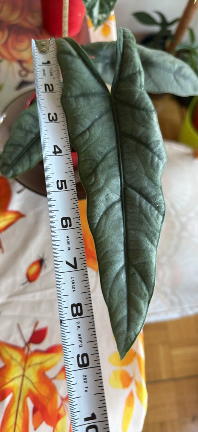 Alocasia metallic blue - photo 4