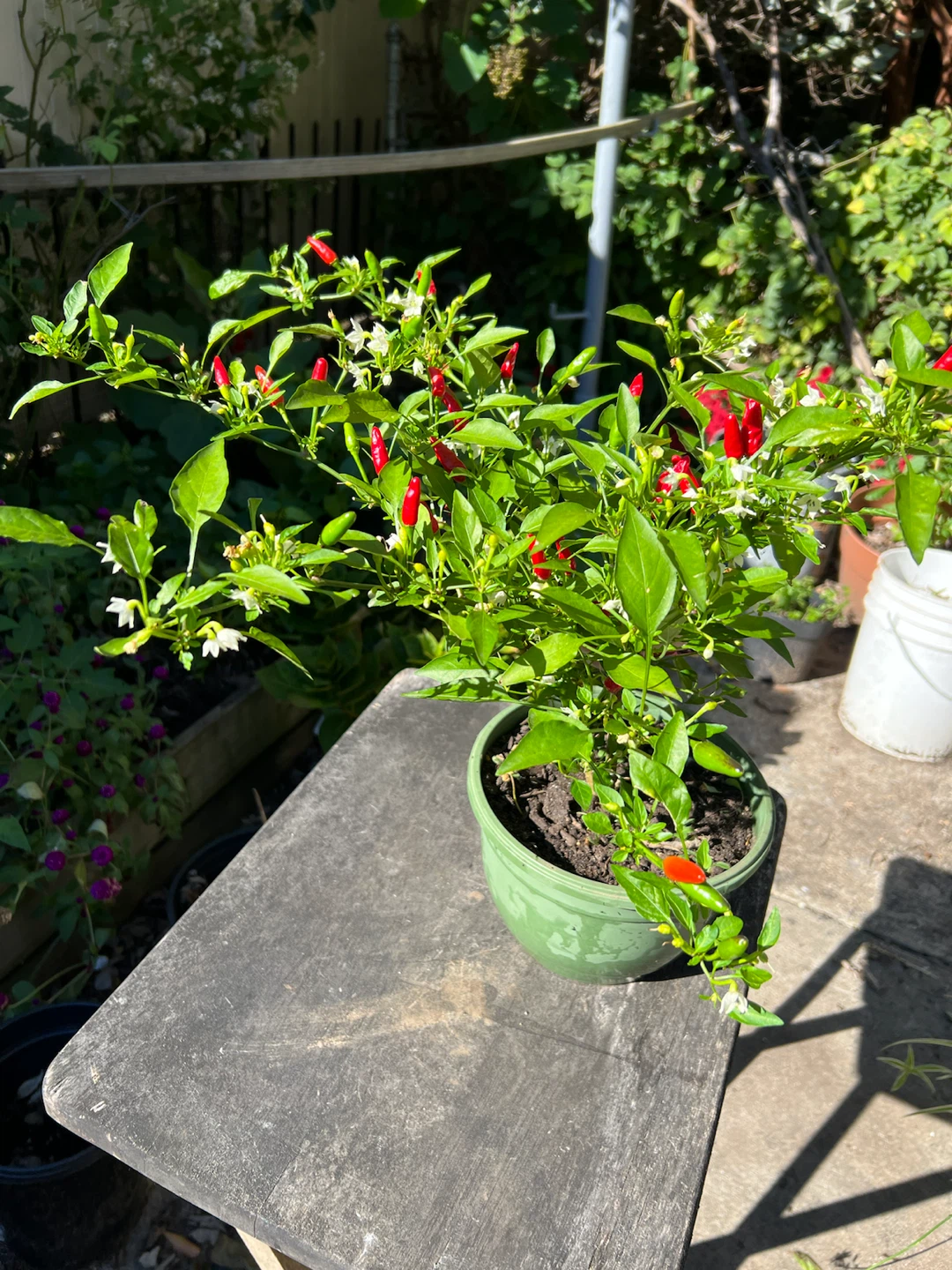 Organic Chili pepper plant in green pot