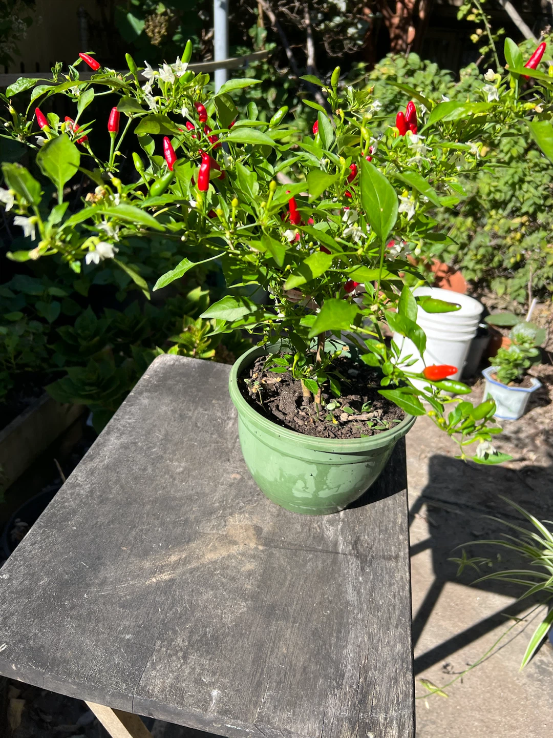 Organic Chili pepper plant in green pot - photo 2
