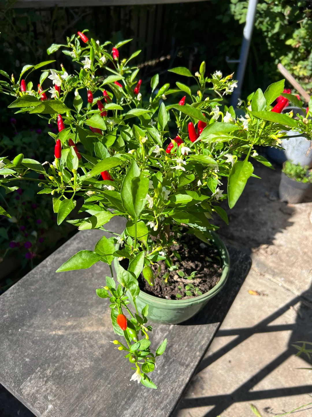 Organic Chili pepper plant in green pot - photo 3