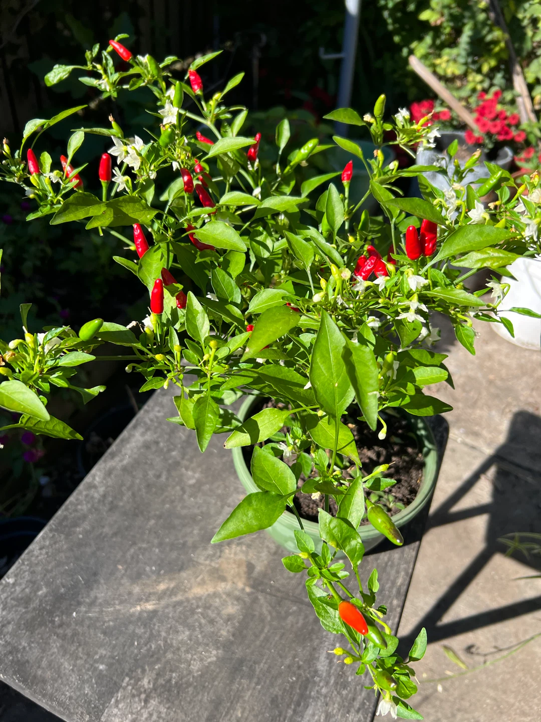 Organic Chili pepper plant in green pot - photo 4