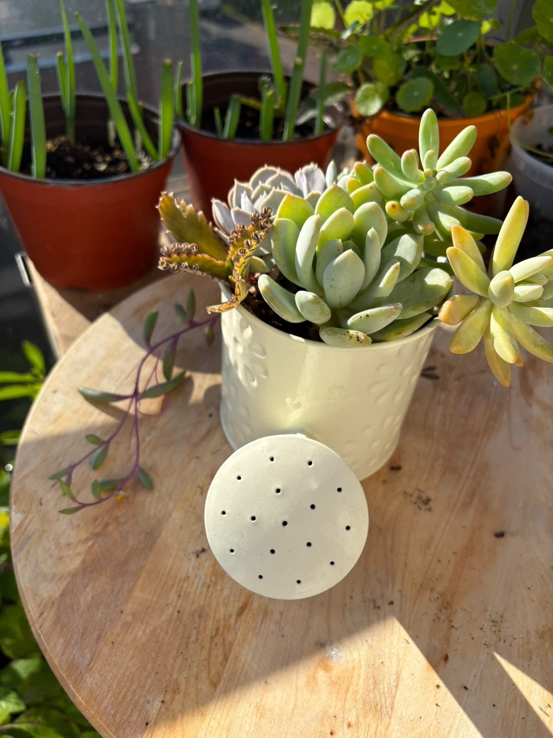 Succulent Arrangement in Watering Can Planter