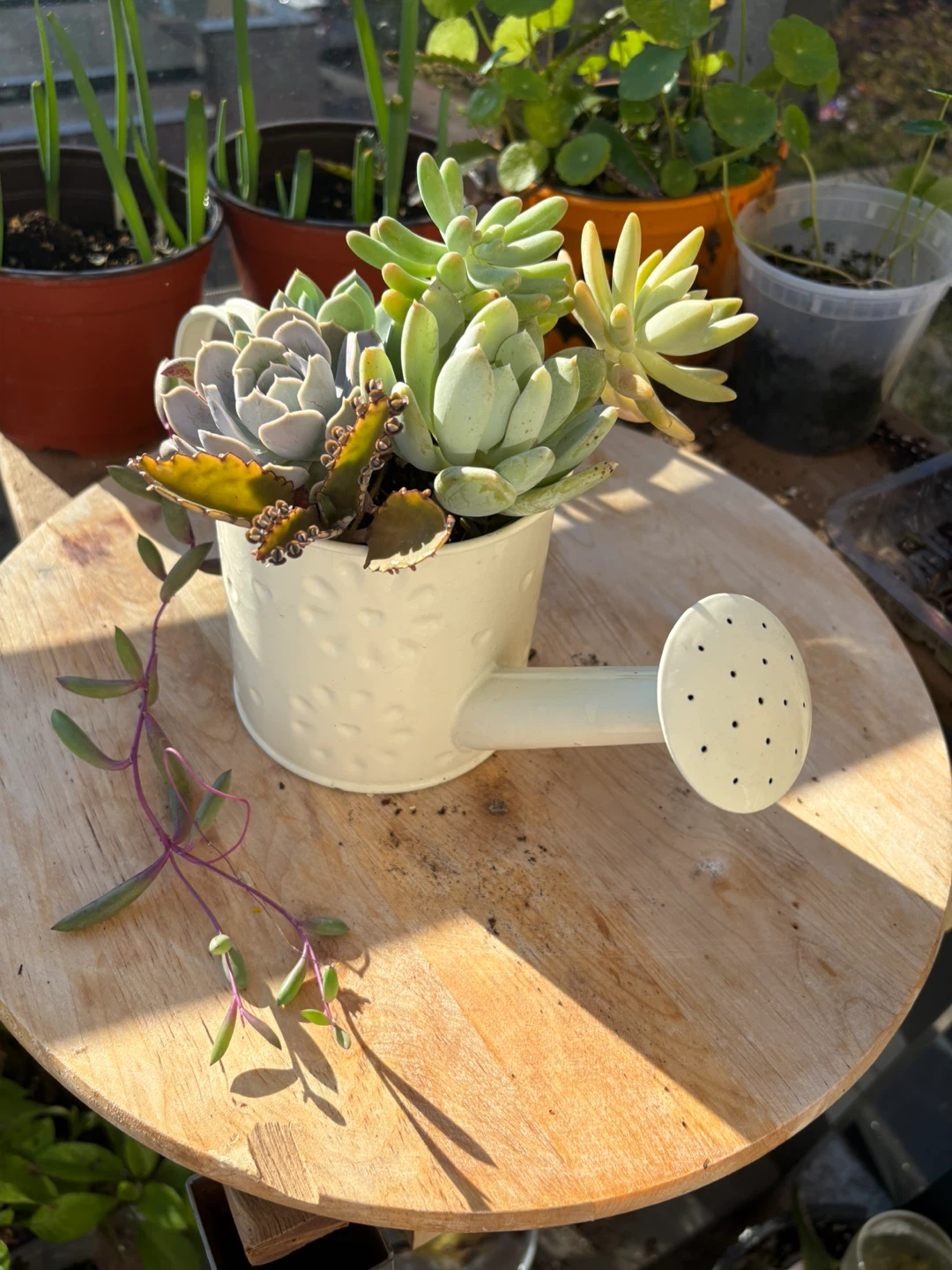 Succulent Arrangement in Watering Can Planter - photo 2