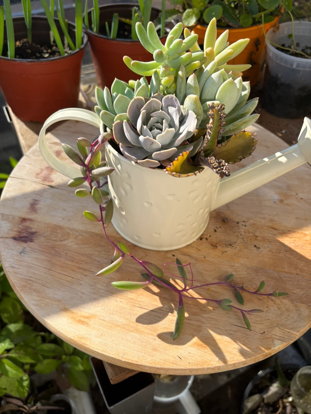 Succulent Arrangement in Watering Can Planter - photo 3