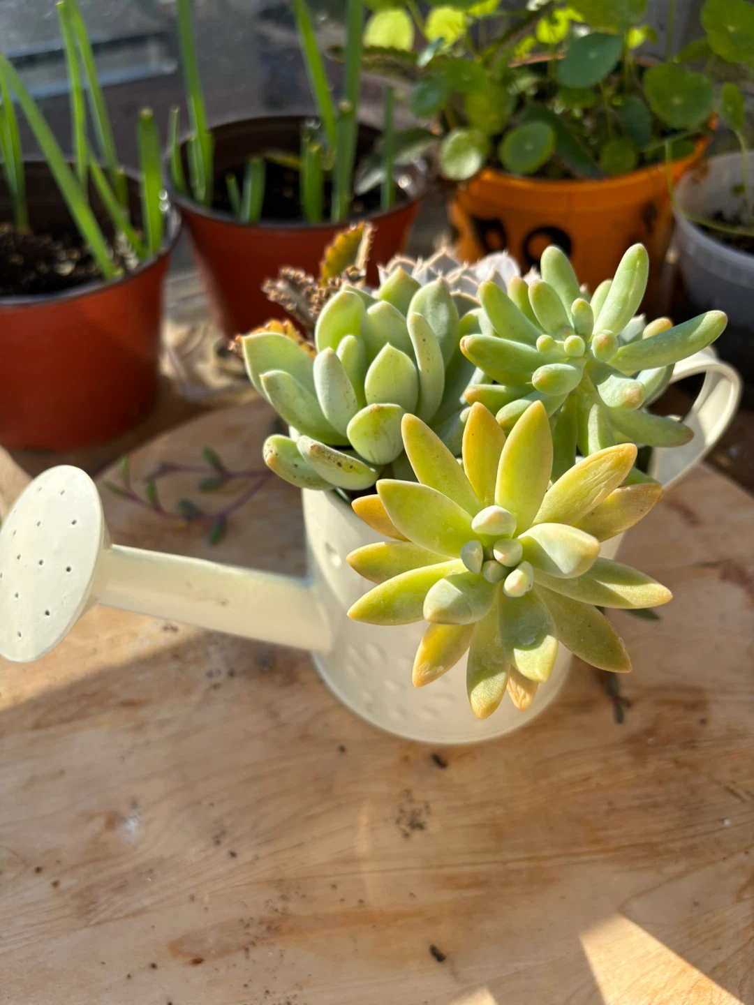 Succulent Arrangement in Watering Can Planter - photo 4
