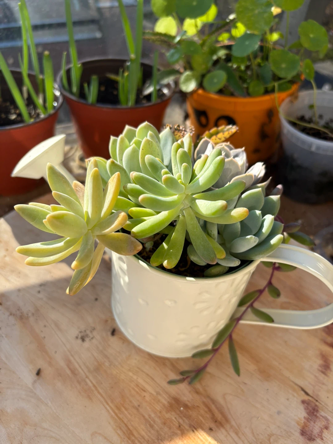 Succulent Arrangement in Watering Can Planter - photo 5