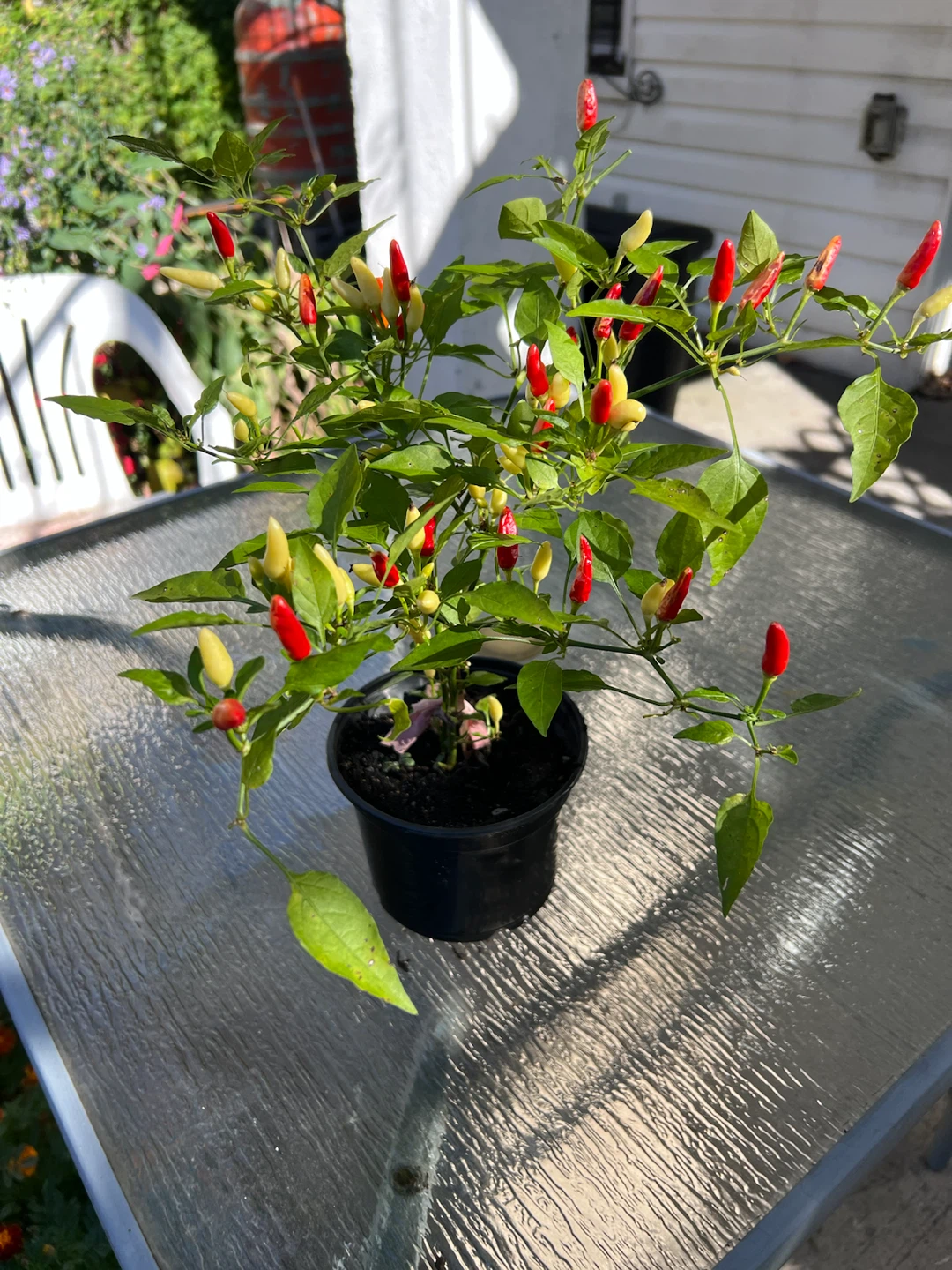 Organic Chili Pepper Plant