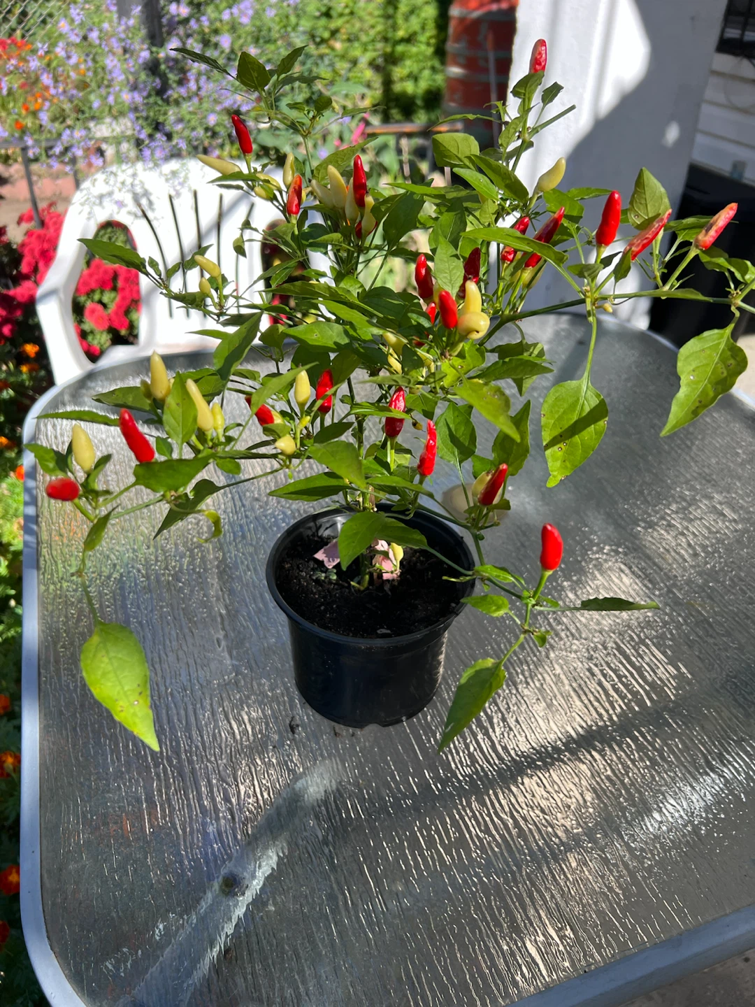 Organic Chili Pepper Plant - photo 2