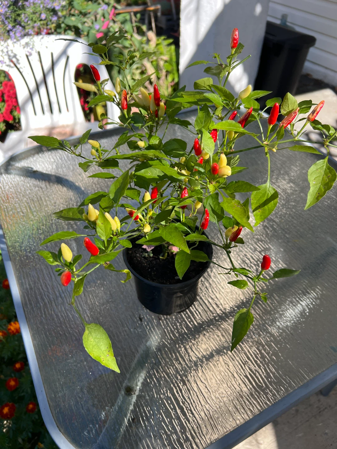 Organic Chili Pepper Plant - photo 3