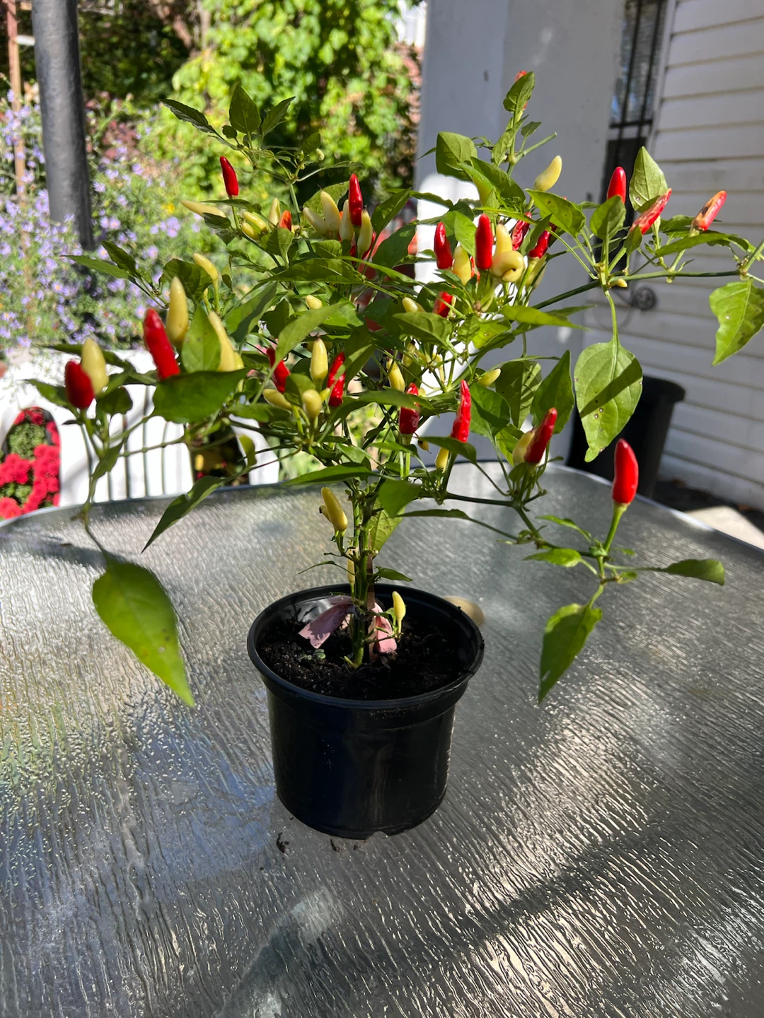 Organic Chili Pepper Plant - photo 4
