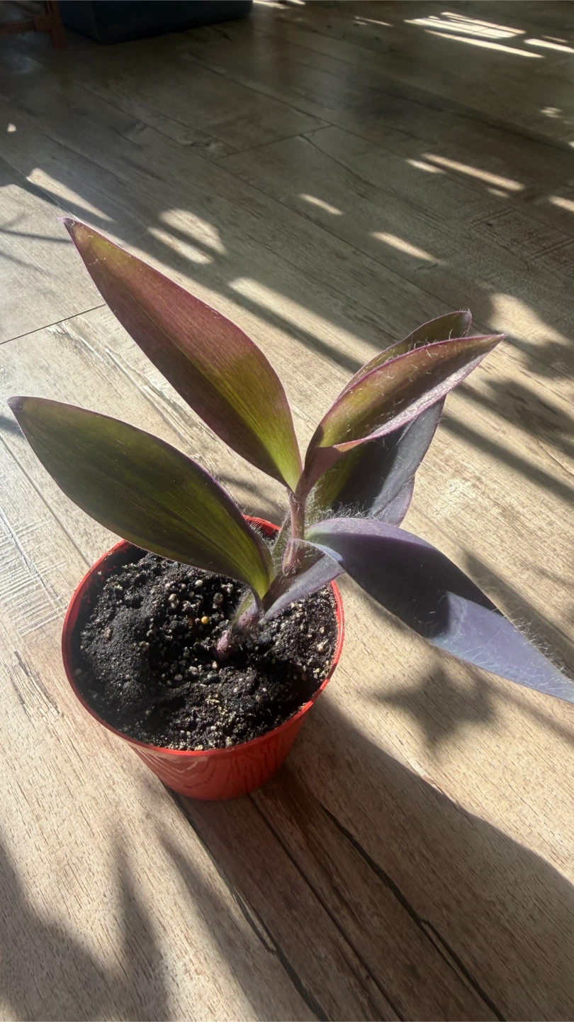 Tradescantia Pallida Purple Heart Cutting - photo 2