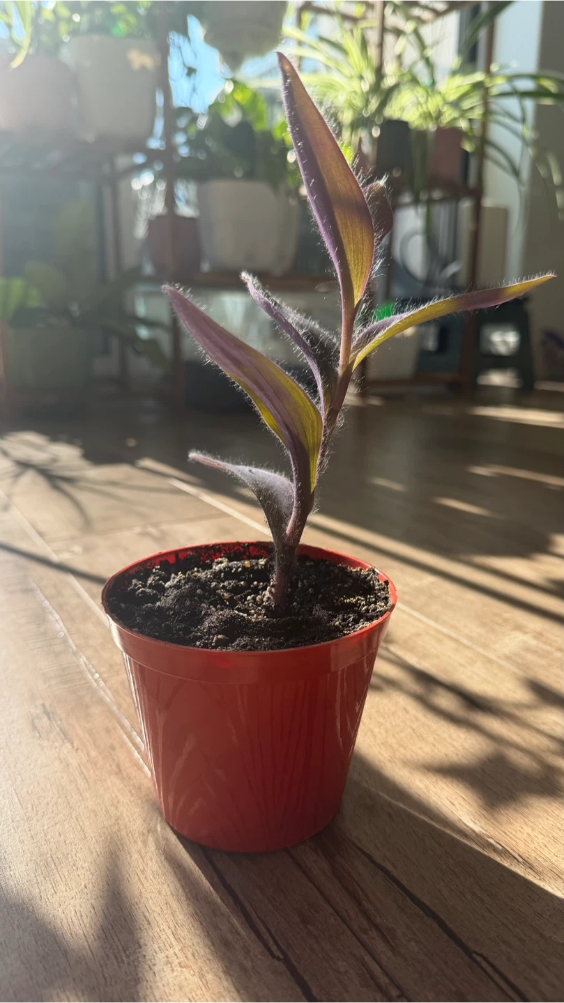 Tradescantia Pallida Purple Heart Cutting