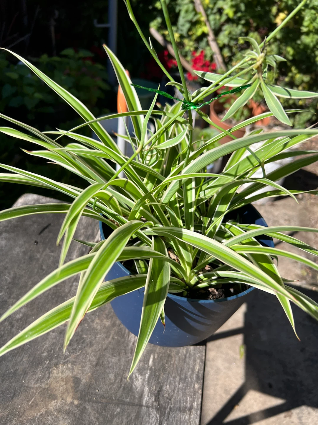 Large Variegated Spider Plant in Blue Pot