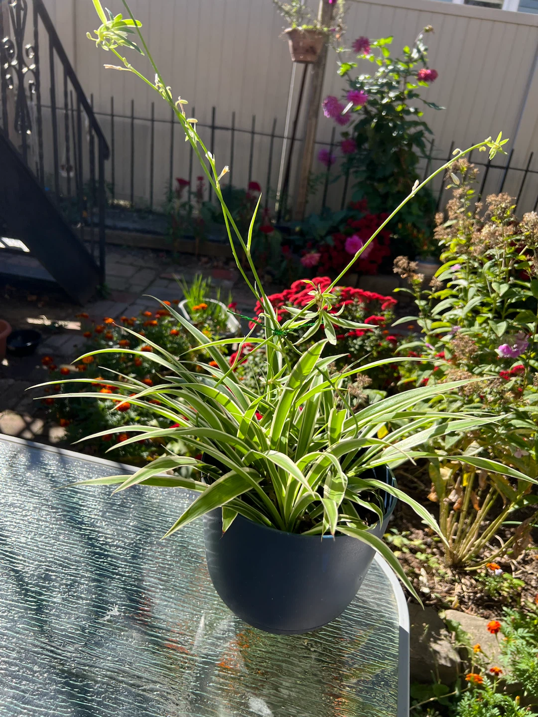 Large Variegated Spider Plant in Blue Pot - photo 2
