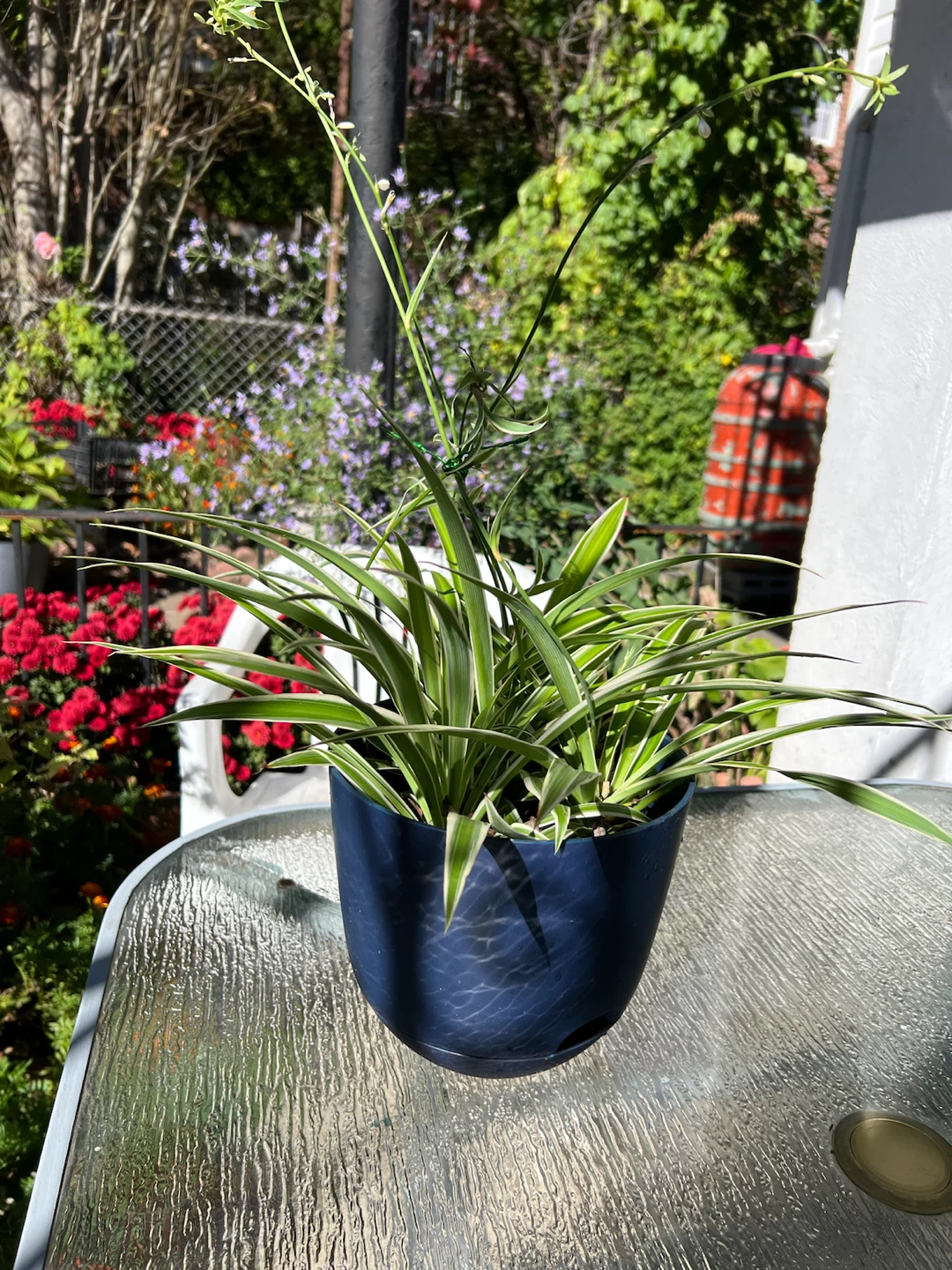 Large Variegated Spider Plant in Blue Pot - photo 3
