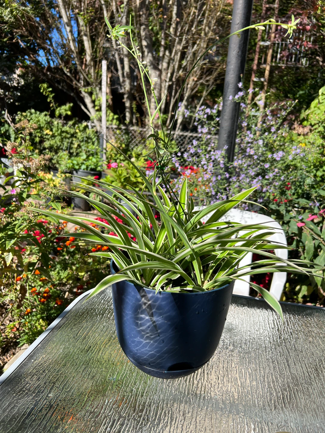 Large Variegated Spider Plant in Blue Pot - photo 4