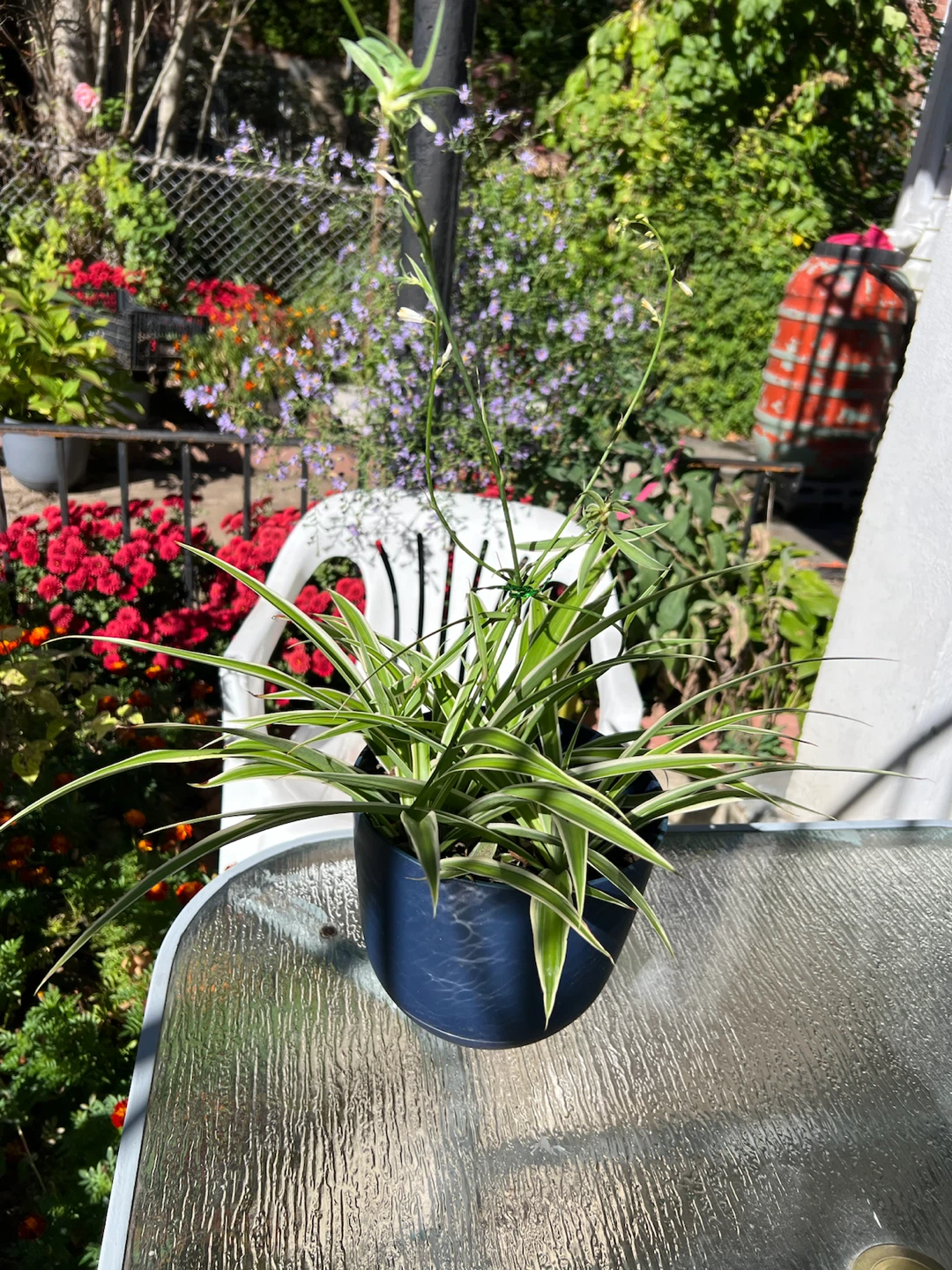 Large Variegated Spider Plant in Blue Pot - photo 5