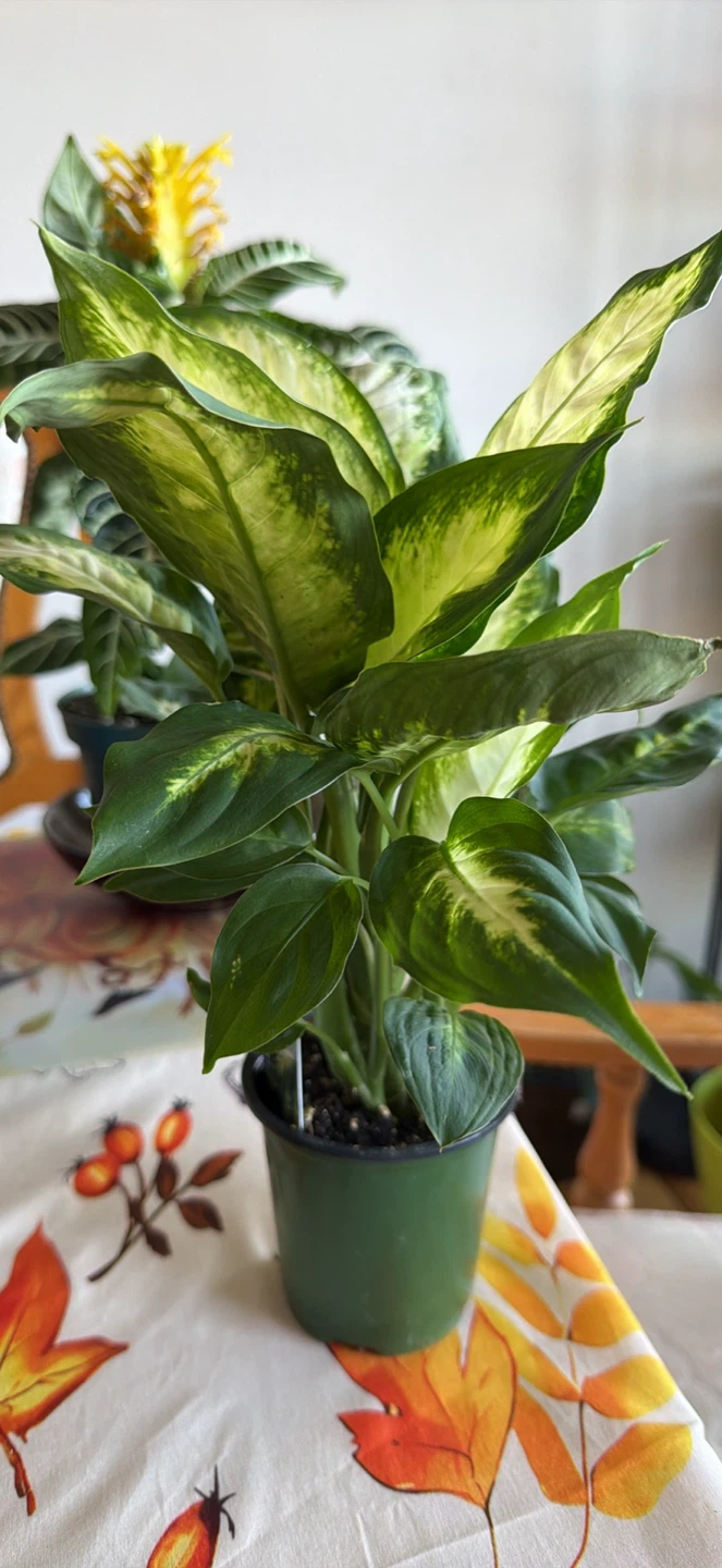 Dieffenbachia Dumb Cane Houseplant