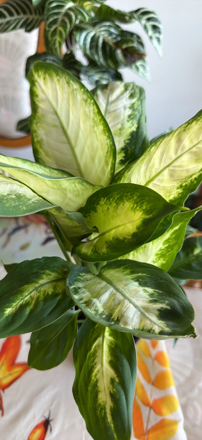 Dieffenbachia Dumb Cane Houseplant - photo 2
