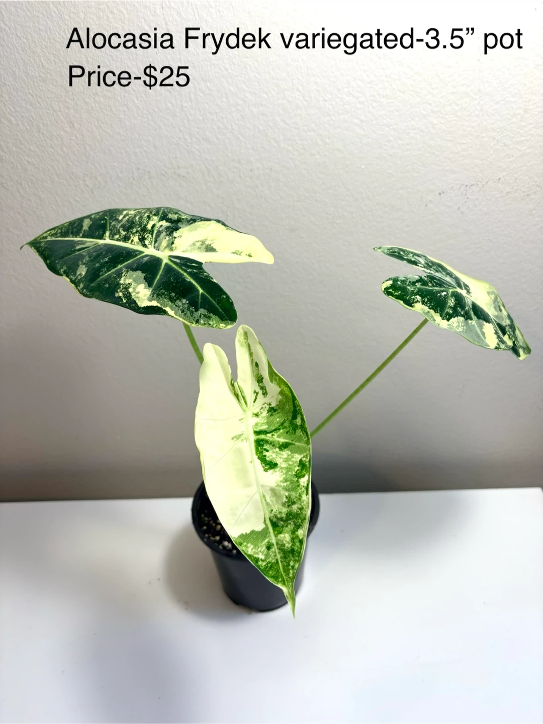 Variegated Alocasia Frydek