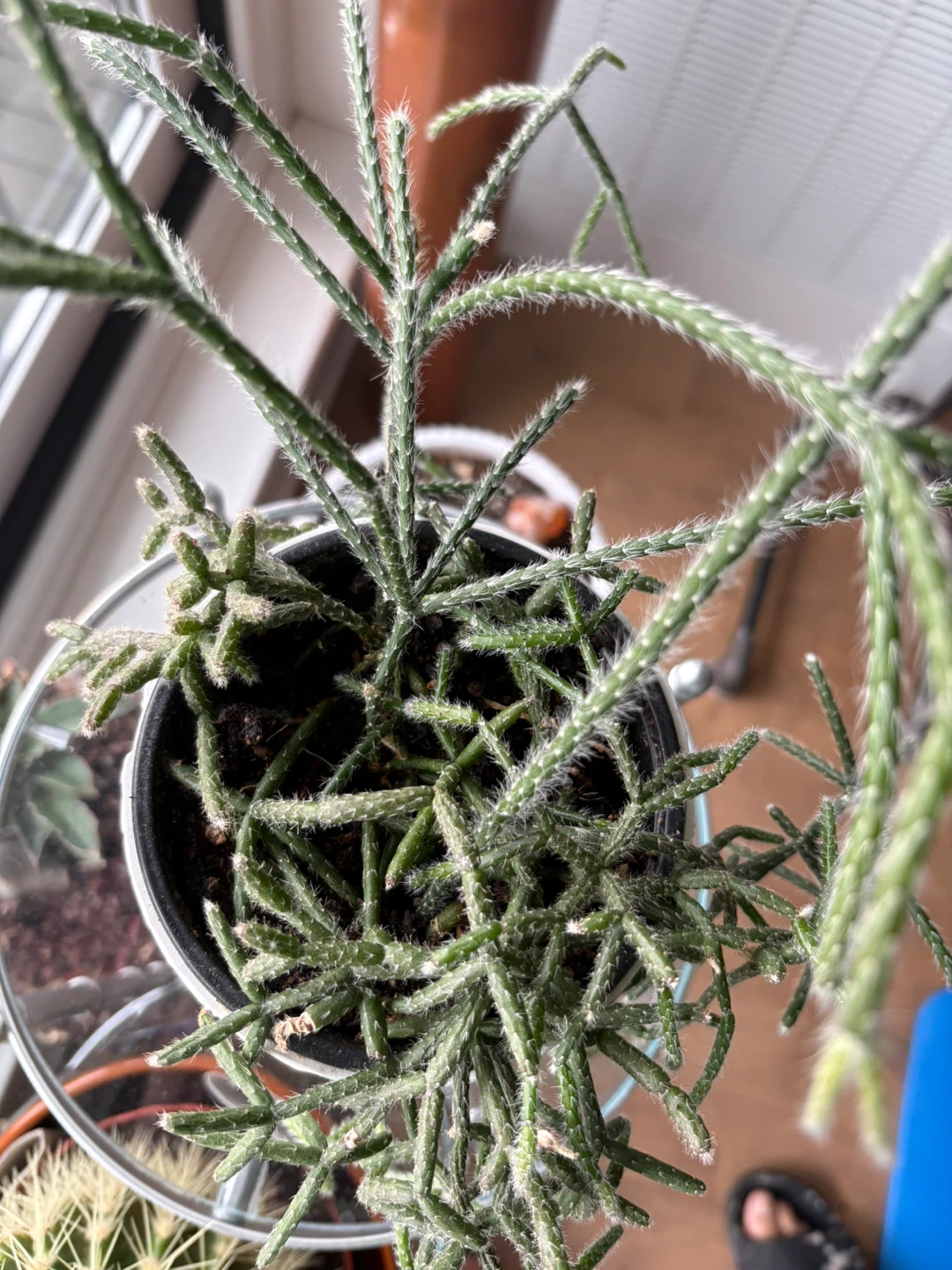 Jungle cactus plant - plante cactus de  jungle - photo 2