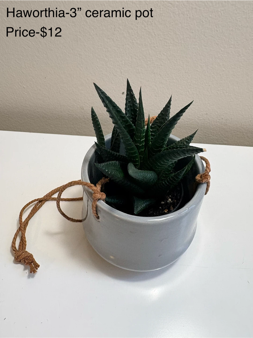 Haworthia plant in hanging ceramic pot